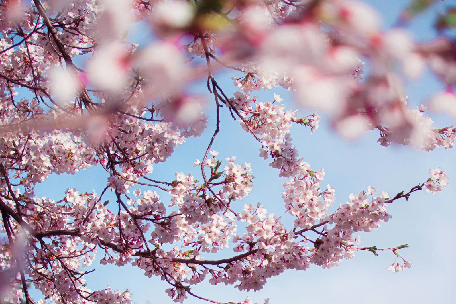 PNP and Express Entry in Spring 2026: Category-Based Draws, Rising CRS Scores, and How to Get Your ITA